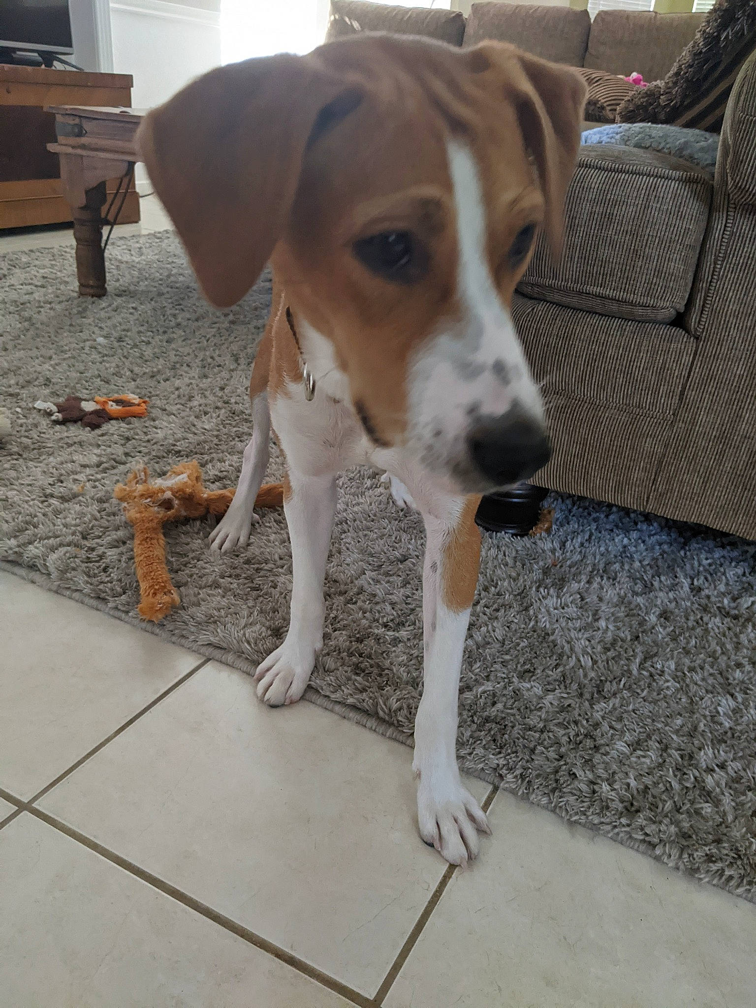 Major joined the competition — help win amazing prizes! beagle, canidae, carnivore, collar, companion_dog, dog, dog_breed, fawn, flooring, hardwood, pet_supply, scent_hound, snout, sporting_group, street_dog, tail, television, whiskers, wood, working_animal