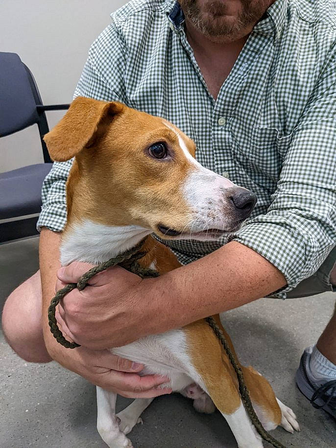 Major is registered to the contest to win money with this photo: canidae, carnivore, clothing, collar, comfort, companion_dog, dog, dog_breed, dress_shirt, fawn, human_leg, leg, shoe, sitting, sneakers, snout, sporting_group, whiskers, white, working_animal