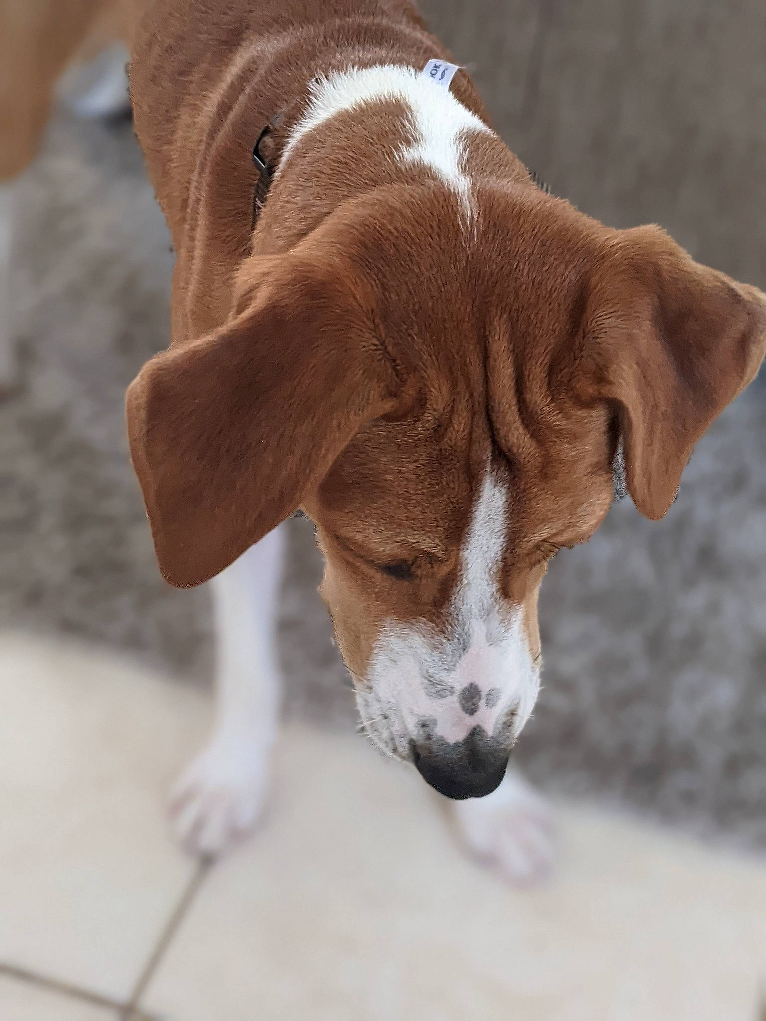 Major joined the competition — help win amazing prizes! beagle_harrier, canidae, carnivore, collar, companion_dog, dog, dog_breed, fawn, fur, hound, hunting_dog, liver, scent_hound, snout, sporting_group, tail, terrestrial_animal, whiskers, working_animal