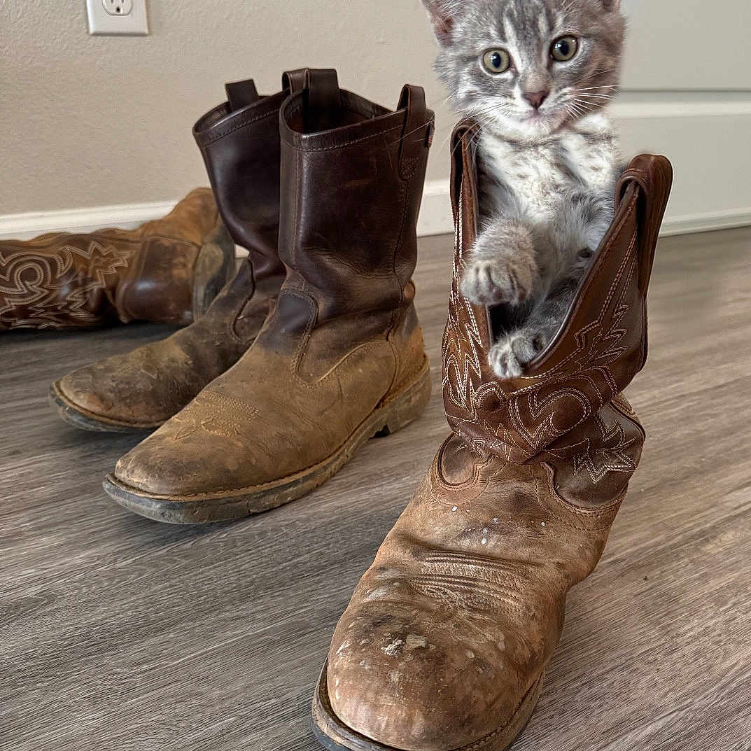 Lola joined the competition — help win amazing prizes! animal, boot, brown_boot, cat, cowboy_boot, curious, cute, domestic_animal, feline, floor, gray_cat, indoor, kitten, paw, pet, playful, scuffed_boot, wide_eyes, wood_floor, young_cat