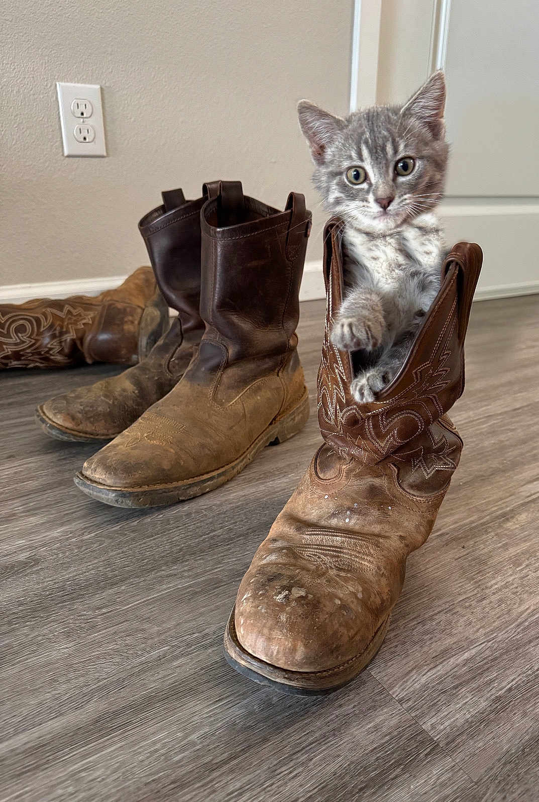 Lola joined the competition — help win amazing prizes! kitten, cat, cowboy_boot, boot, floor, wood_floor, indoor, curious, pet, animal, feline, scuffed_boot, brown_boot, gray_cat, paw, wide_eyes, domestic_animal, playful, cute, young_cat