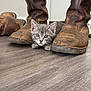 Lola joined the competition — help win amazing prizes! kitten, cat, boots, brown_boots, wooden_floor, indoor, curious, animal, pet, feline, gray_cat, young_cat, close_up, flooring, domestic, cute, playful, whiskers, ears, paws