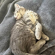 Lola is registered to the contest to win money with this photo: kitten, sleeping, gray_fur, cat, cozy, blanket, pet, animal, fur, cute, resting, paw, tail, soft, domestic_cat, relaxation, nap, indoor, feline, peaceful