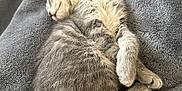 Lola is registered to the contest to win money with this photo: animal, blanket, cat, cozy, cute, domestic_cat, feline, fur, gray_fur, indoor, kitten, nap, paw, peaceful, pet, relaxation, resting, sleeping, soft, tail
