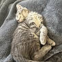 kitten, sleeping, gray_fur, cat, cozy, blanket, pet, animal, fur, cute, resting, paw, tail, soft, domestic_cat, relaxation, nap, indoor, feline, peaceful