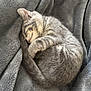 Lola joined the competition — help win amazing prizes! kitten, cat, sleeping, gray, tabby, fur, curling, blanket, soft, cozy, pet, animal, cute, resting, indoor, feline, nap, comfort, young, peaceful