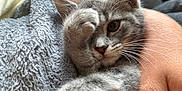 Lola joined the competition — help win amazing prizes! kitten, cat, gray_cat, tabby, paw, blanket, cozy, hand, furry, cute, pet, whiskers, closeup, indoor, relaxed, sleepy, feline, soft, snuggle, animal