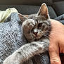 kitten, cat, gray_cat, tabby, paw, blanket, cozy, hand, furry, cute, pet, whiskers, closeup, indoor, relaxed, sleepy, feline, soft, snuggle, animal