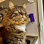 animal, cat, closeup, countertop, curious, domestic_animal, domestic_life, feline, fluffy, fur, green_eyes, household, indoor, kitchen, pet, portrait, sink, tabby, whiskers, window