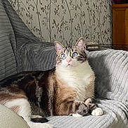Moka participe au concours pour gagner de l'argent avec cette photo : alert, animal, blue_eyes, cat, couch, cozy, domestic_cat, fur, furniture, gray, home, indoor, laying, pet, relaxed, striped, tabby, texture, wallpaper, white_paws