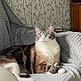 alert, animal, blue_eyes, cat, couch, cozy, domestic_cat, fur, furniture, gray, home, indoor, laying, pet, relaxed, striped, tabby, texture, wallpaper, white_paws
