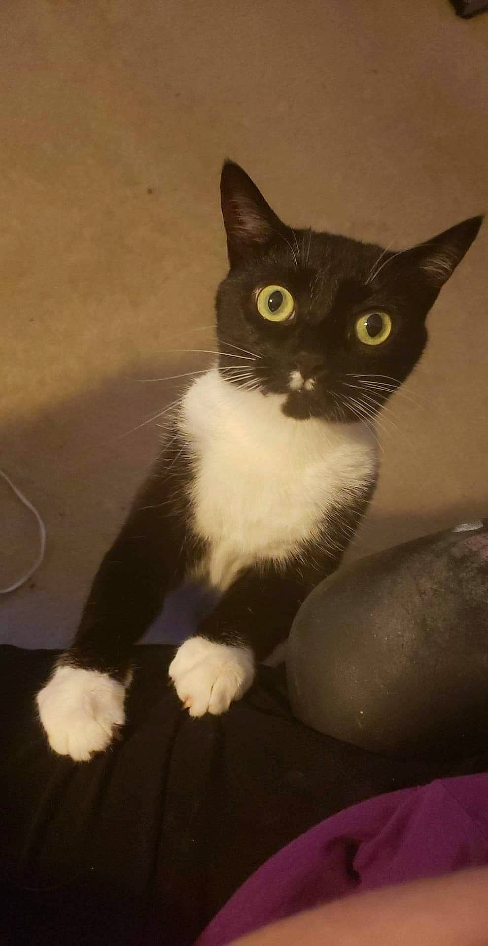 Raiya joined the competition — help win amazing prizes! carnivore, cat, comfort, domestic_short_haired_cat, felidae, fur, monochrome_photography, paw, small_to_medium_sized_cats, snout, tail, terrestrial_animal, whiskers