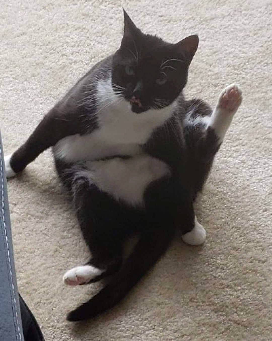 Raiya joined the competition — help win amazing prizes! carnivore, cat, claw, comfort, domestic_short_haired_cat, eye, felidae, floor, flooring, foot, fur, human_leg, paw, shadow, sitting, small_to_medium_sized_cats, snout, tail, whiskers, wood