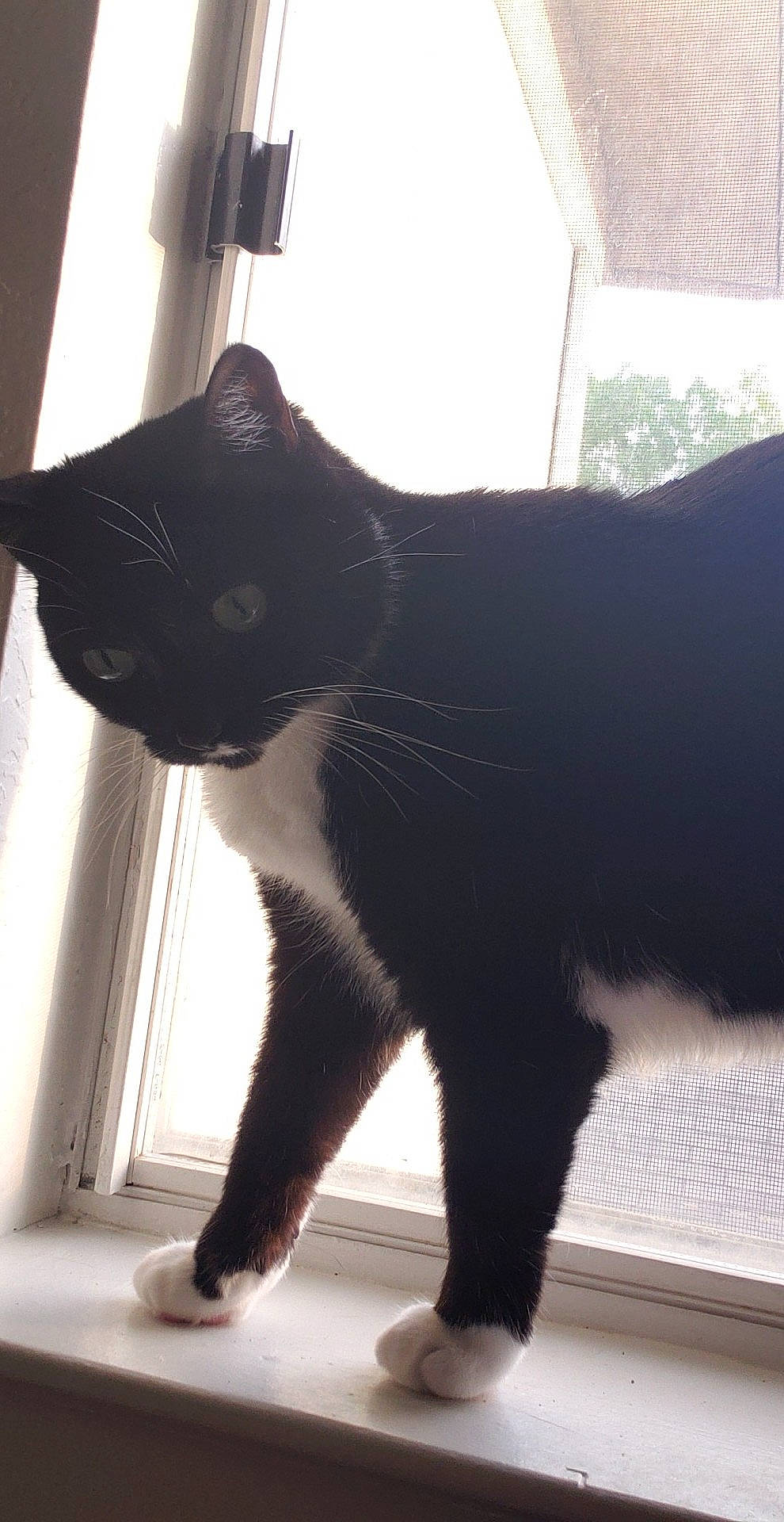 Raiya is registered to the contest to win money with this photo: black_cat, bombay, carnivore, cat, claw, domestic_short_haired_cat, felidae, fur, light, mammal, paw, shadow, small_to_medium_sized_cats, snout, tail, terrestrial_animal, tints_and_shades, vertebrate, whiskers, window