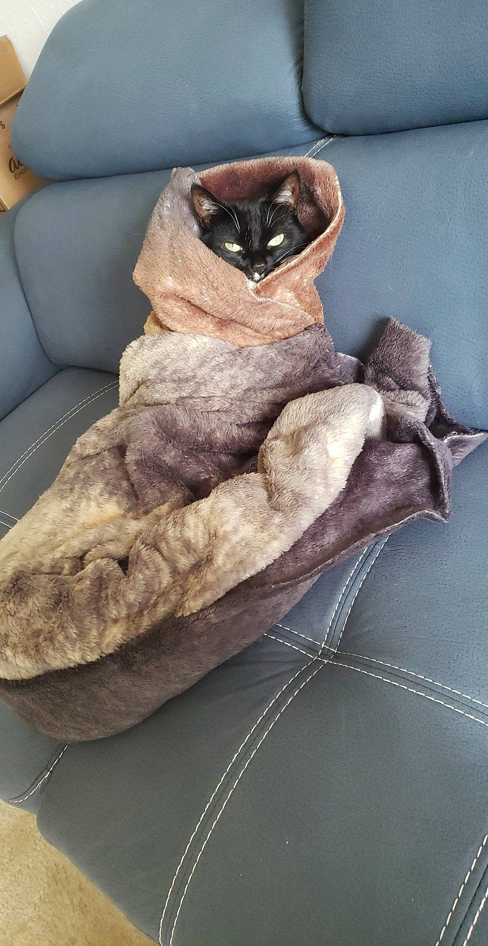 Raiya joined the competition — help win amazing prizes! art, artifact, bat, comfort, couch, fashion_accessory, felidae, fur, glove, grey, hide, leather, linens, metal, natural_material, sitting, small_to_medium_sized_cats, textile, whiskers, wood