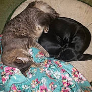Andy is registered to the contest to win money with this photo: cat, dog, bed, blanket, floral, tabby_cat, black_dog, sleeping, cozy, pet, fur, animal, resting, indoors, comfort, friendship, cute, cuddle, soft, relax