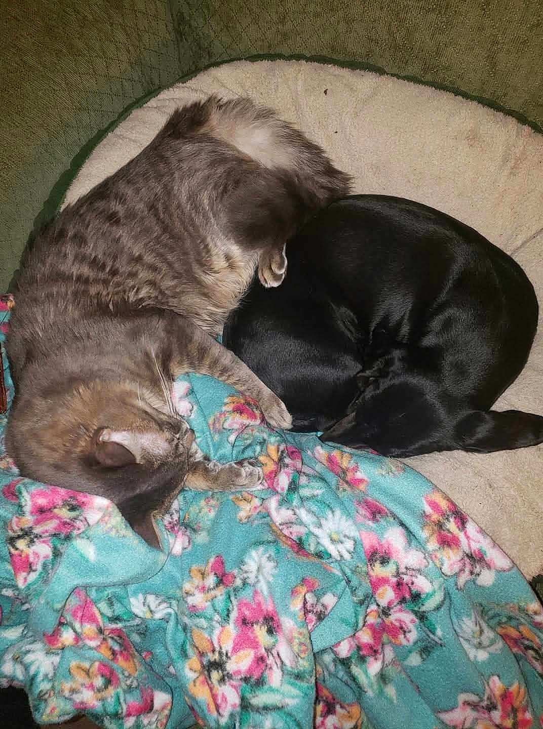 Andy is registered to the contest to win money with this photo: cat, dog, bed, blanket, floral, tabby_cat, black_dog, sleeping, cozy, pet, fur, animal, resting, indoors, comfort, friendship, cute, cuddle, soft, relax