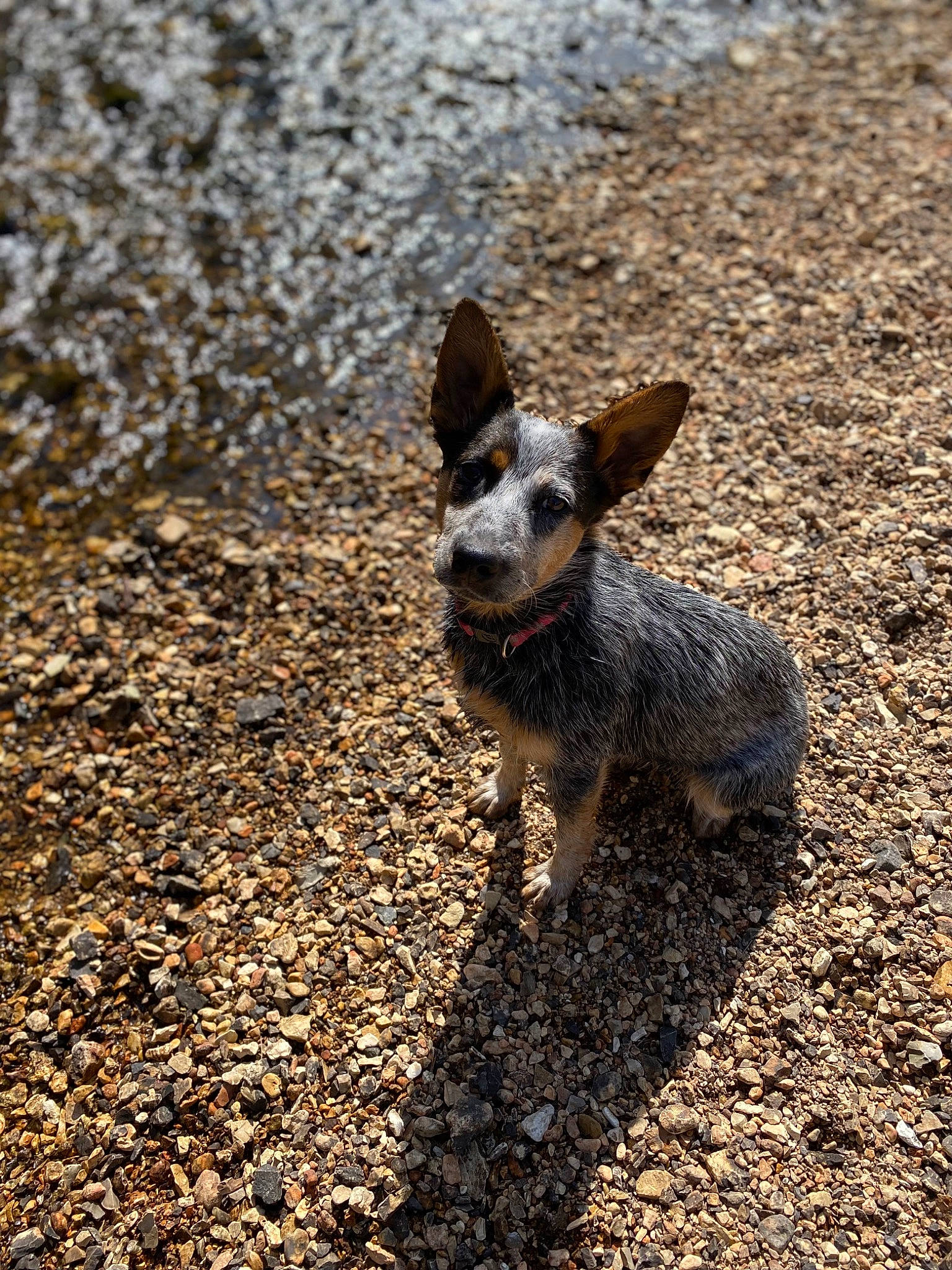 Jinger is registered to the contest to win money with this photo: canidae, carnivore, companion_dog, corgi_chihuahua, dog, dog_breed, fawn, fur, grass, paw, road_surface, rock, shadow, snout, soil, sporting_group, tail, terrestrial_animal, whiskers, wood