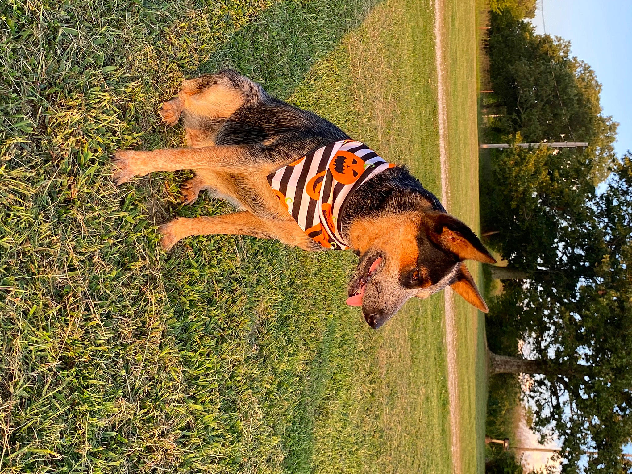 Jinger joined the competition — help win amazing prizes! canidae, carnivore, dog, dog_breed, fawn, felidae, fun, grass, grassland, landscape, leisure, people_in_nature, plant, sky, snout, sporting_group, tail, terrestrial_animal, tree, wildlife