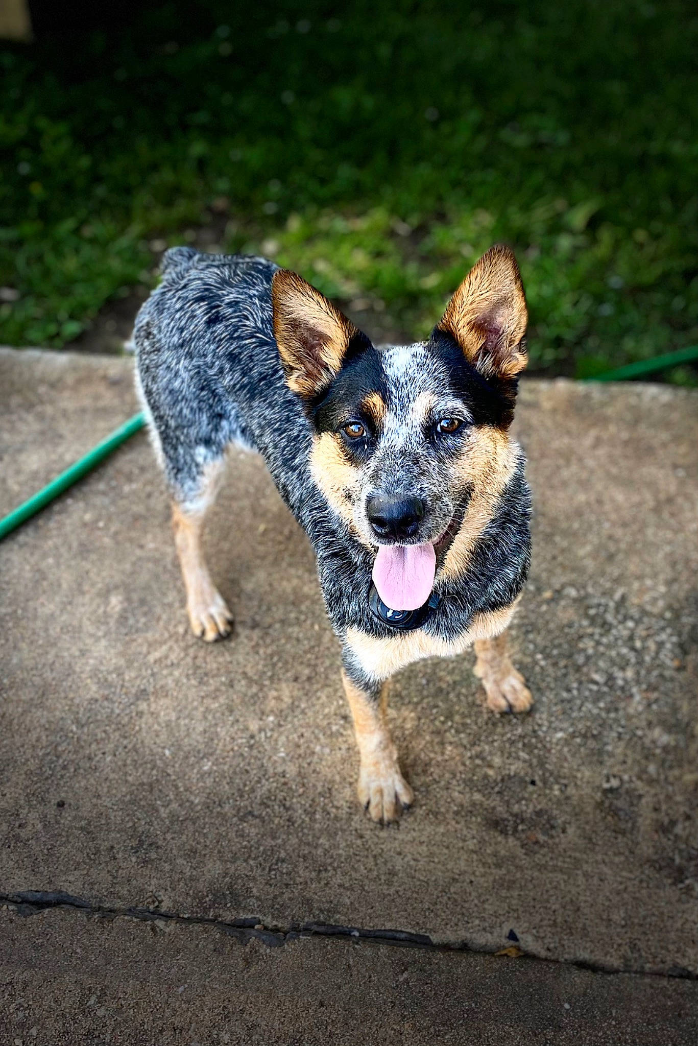 Jinger joined the competition — help win amazing prizes! canidae, carnivore, companion_dog, dog, dog_breed, dog_supply, fawn, grass, pattern, paw, plant, road_surface, snout, soil, sporting_group, terrestrial_animal, texas_heeler, wildlife, working_animal, working_dog