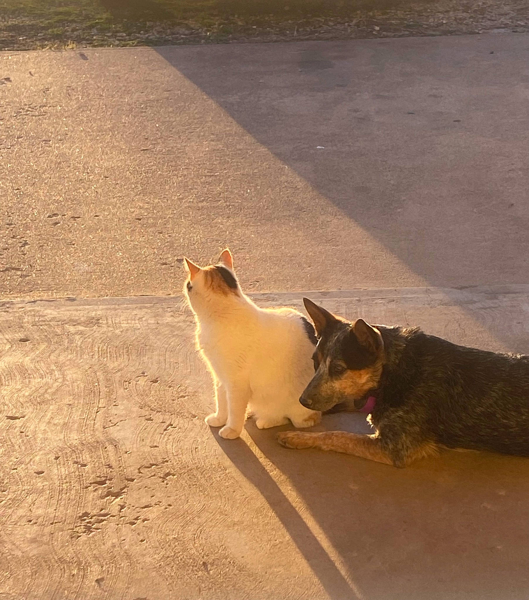 Jinger joined the competition — help win amazing prizes! asphalt, carnivore, cat, companion_dog, dog_breed, domestic_short_haired_cat, fawn, felidae, flooring, landscape, road_surface, sand, shadow, small_to_medium_sized_cats, soil, tail, terrestrial_animal, tints_and_shades, whiskers, wood