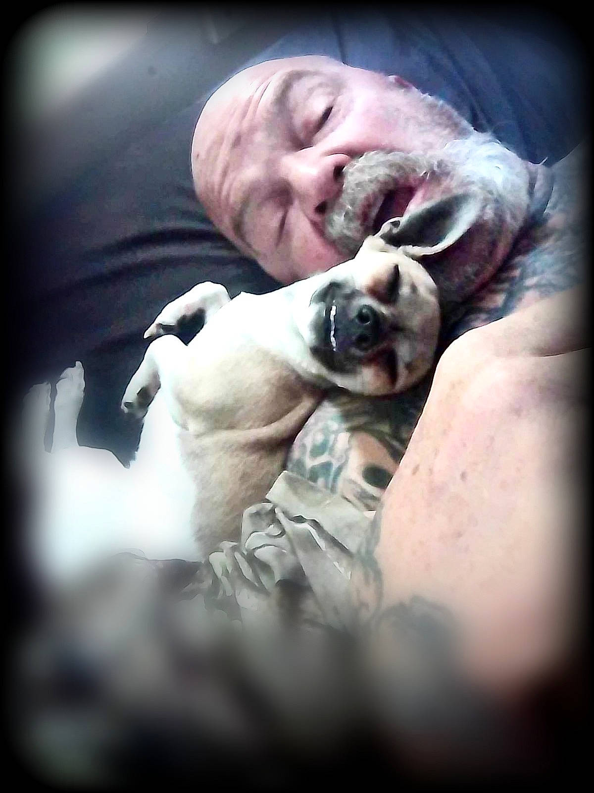 Sassy joined the competition — help win amazing prizes! art, beard, canidae, carnivore, comfort, companion_dog, darkness, dog, dog_breed, ear, fawn, flash_photography, flesh, happy, monochrome_photography, smile, sporting_group, toy_dog, whiskers, wrinkle