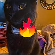 Chucho joined the competition — help win amazing prizes! animal, bed, black_cat, blanket, cat, clothes, collar, cute, decor, domestic, feline, fur, indoor, mirror, pet, playful, room, sitting, window, yellow_eyes