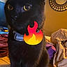 animal, bed, black_cat, blanket, cat, clothes, collar, cute, decor, domestic, feline, fur, indoor, mirror, pet, playful, room, sitting, window, yellow_eyes
