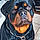 Arcanin