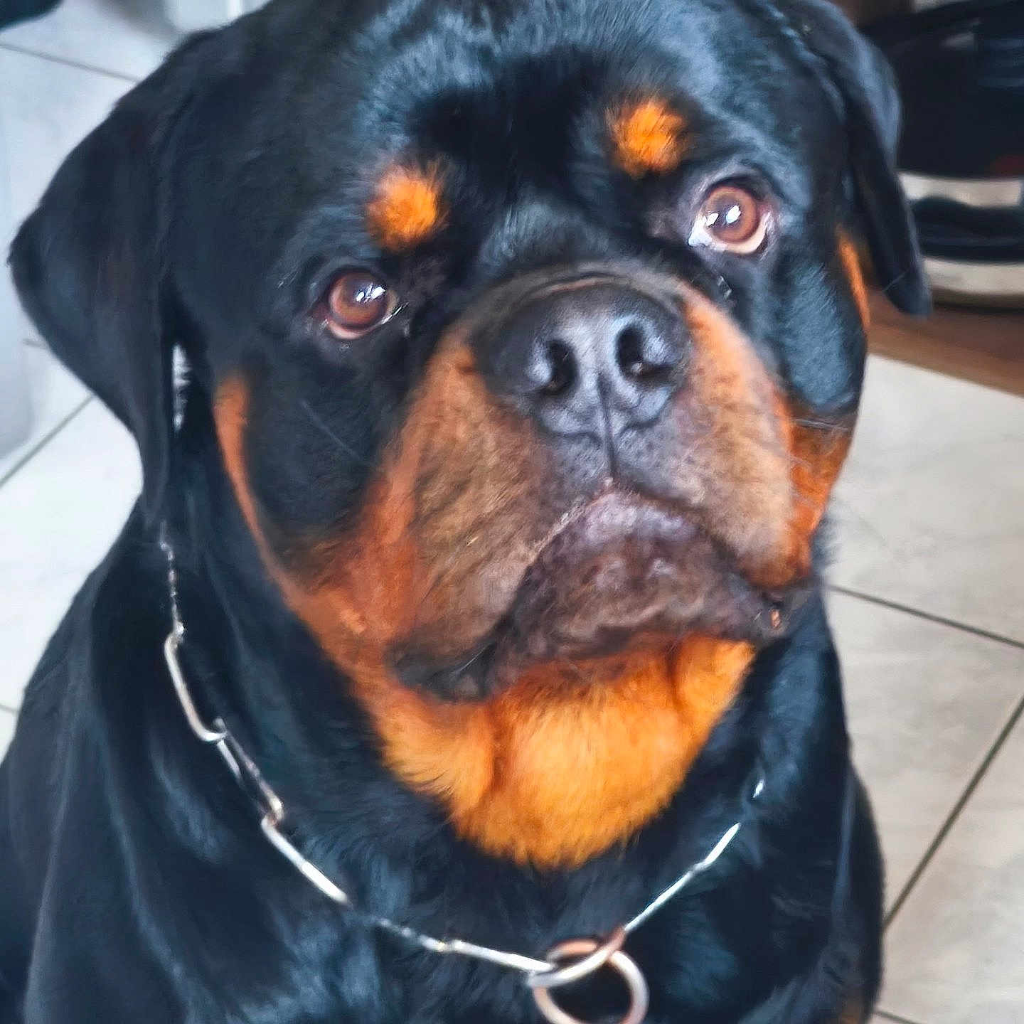Arcanin