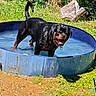 rottweiler, dog, pool, water, grass, outdoor, sunny, pet, canine, playful, happy, wet, tongue_out, fence, backyard, summer, animal, nature, blue_pool, collar