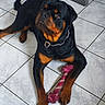 Arcanin participe au concours pour gagner de l'argent avec cette photo : rottweiler, dog, pet, animal, toy, rope_toy, floor, tile_floor, indoor, paw, black_and_tan, collar, looking_up, canine, domestic_animal, playful, resting, fur, ears, nails