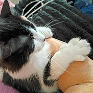 Bunny is registered to the contest to win money with this photo: cat, black_and_white, paw, human_arm, close_up, indoor, blanket, feline, pet, whiskers, fur, resting, cozy, touching, comfort, animal, cute, domestic, hand, intimate