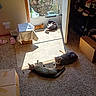 animal, cardboard_box, carpet, cat, cats, cozy, door, floor, home, indoor, lounging, orange_cat, pet, relaxing, resting, shadow, shoe_rack, sunlight, table, window