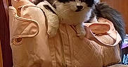 Bunny is registered to the contest to win money with this photo: animal, bag, black_and_white, cat, chair, cozy, curious, domestic, ears, face, fluffy, furniture, indoor, pet, pink, quilted, resting, soft, tail, whiskers