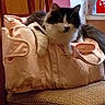 animal, bag, black_and_white, cat, chair, cozy, curious, domestic, ears, face, fluffy, furniture, indoor, pet, pink, quilted, resting, soft, tail, whiskers