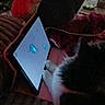 Bunny joined the competition — help win amazing prizes! animal, blanket, cat, couch, cozy, curious, dim_light, electronic_device, entertainment, feline, home, indoor, living_room, multiple_cats, paw, pets, relaxing, screen, tablet, technology
