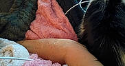Bunny joined the competition — help win amazing prizes! cat, blanket, fur, arm, cozy, resting, indoor, texture, pink, black, gray, striped, soft, closeup, relaxation, comfort, sleeping, pet, animal, cuddle