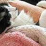 Bunny is registered to the contest to win money with this photo: cat, black_and_white, fur, snuggling, arm, blanket, pink, white, cozy, sleeping, pet, domestic_animal, whiskers, closeup, resting, comfort, indoor, feline, human_arm, soft_texture