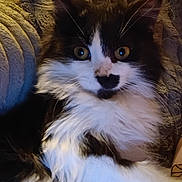 Bunny is registered to the contest to win money with this photo: cat, black_and_white, fluffy, fur, pet, animal, eyes, whiskers, close_up, indoor, blanket, texture, relaxed, curious, mammal, feline, cute, portrait, sitting, cozy