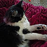 Bunny joined the competition — help win amazing prizes! animal, black_and_white, blanket, carpet, cat, cozy, curious, fluffy, fur, home, indoor, paw, pet, red_blanket, relaxed, resting, side_view, stretching, toy, whiskers