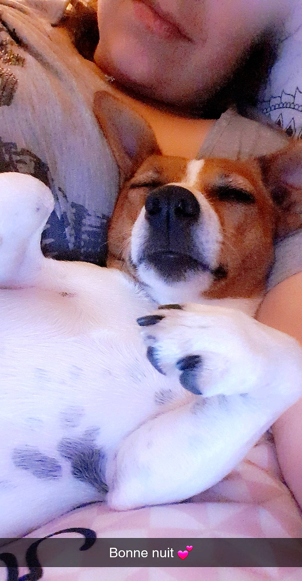 Leeloo participe au concours pour gagner de l'argent avec cette photo : canidae, carnivore, companion_dog, dog, dog_breed, fawn, mammal, nose, puppy, puppy_love, rat_terrier, russell_terrier, snout, sporting_group