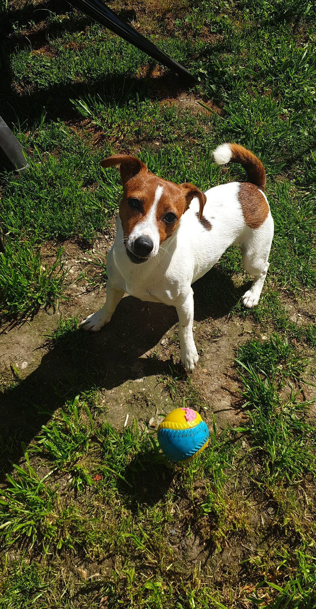 Leeloo a rejoint le concours — aidez-le/la à gagner de superbes lots ! brazilian_terrier, canidae, carnivore, companion_dog, danish_swedish_farmdog, dog, dog_breed, harrier, jack_russell_terrier, mammal, miniature_fox_terrier, parson_russell_terrier, plummer_terrier, rare_breed_dog, russell_terrier, smooth_fox_terrier, sporting_group, tenterfield_terrier, treeing_feist, vertebrate