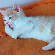 Craquotte a rejoint le concours — aidez-le/la à gagner de superbes lots !