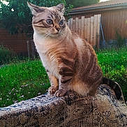 Caline a rejoint le concours — aidez-le/la à gagner de superbes lots ! animal, blue_eyes, cat, curious, domestic_animal, feline, fence, fur, garden, grass, nature, outdoor, patterned_fabric, pet, quiet, side_view, sitting, sunset, tree, wood