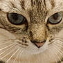 Caline participe au concours pour gagner de l'argent avec cette photo : animal, cat, close_up, curious, cute, detail, domestic, eyes, face, feline, focus, fur, indoor, mammal, nose, pet, portrait, soft_light, tabby, whiskers