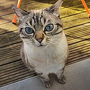 Caline participe au concours pour gagner de l'argent avec cette photo : cat, blue_eyes, curious, fur, whiskers, wooden_deck, orange_chair, outdoor, pet, animal, close_up, daylight, cute, domestic_cat, looking_up, feline, portrait, sitting, striped, natural_light