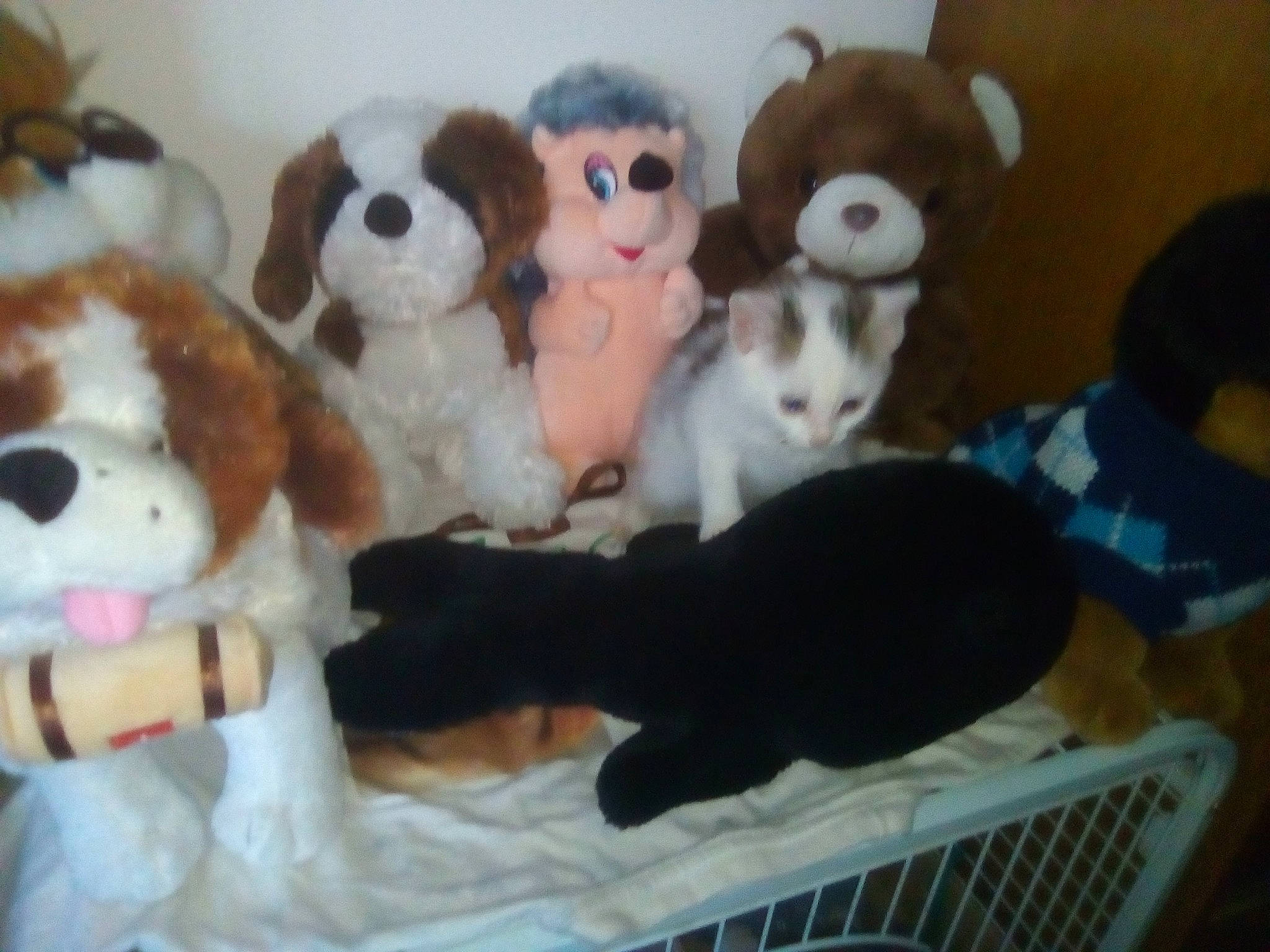 Espoir a rejoint le concours — aidez-le/la à gagner de superbes lots ! beagle, canidae, carnivore, companion_dog, dog, dog_breed, fur, plush, puppy, stuffed_toy, teddy_bear, textile, toy