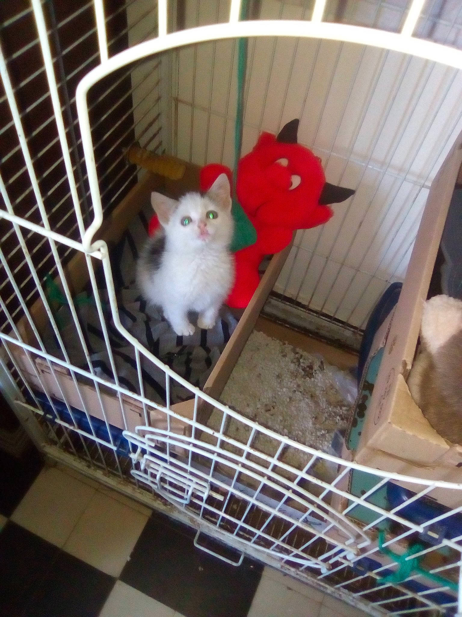 Espoir participe au concours pour gagner de l'argent avec cette photo : animal_shelter, cage, carnivore, cat, chinchilla, fawn, felidae, kitten, persian, small_to_medium_sized_cats, turkish_angora, turkish_van, whiskers