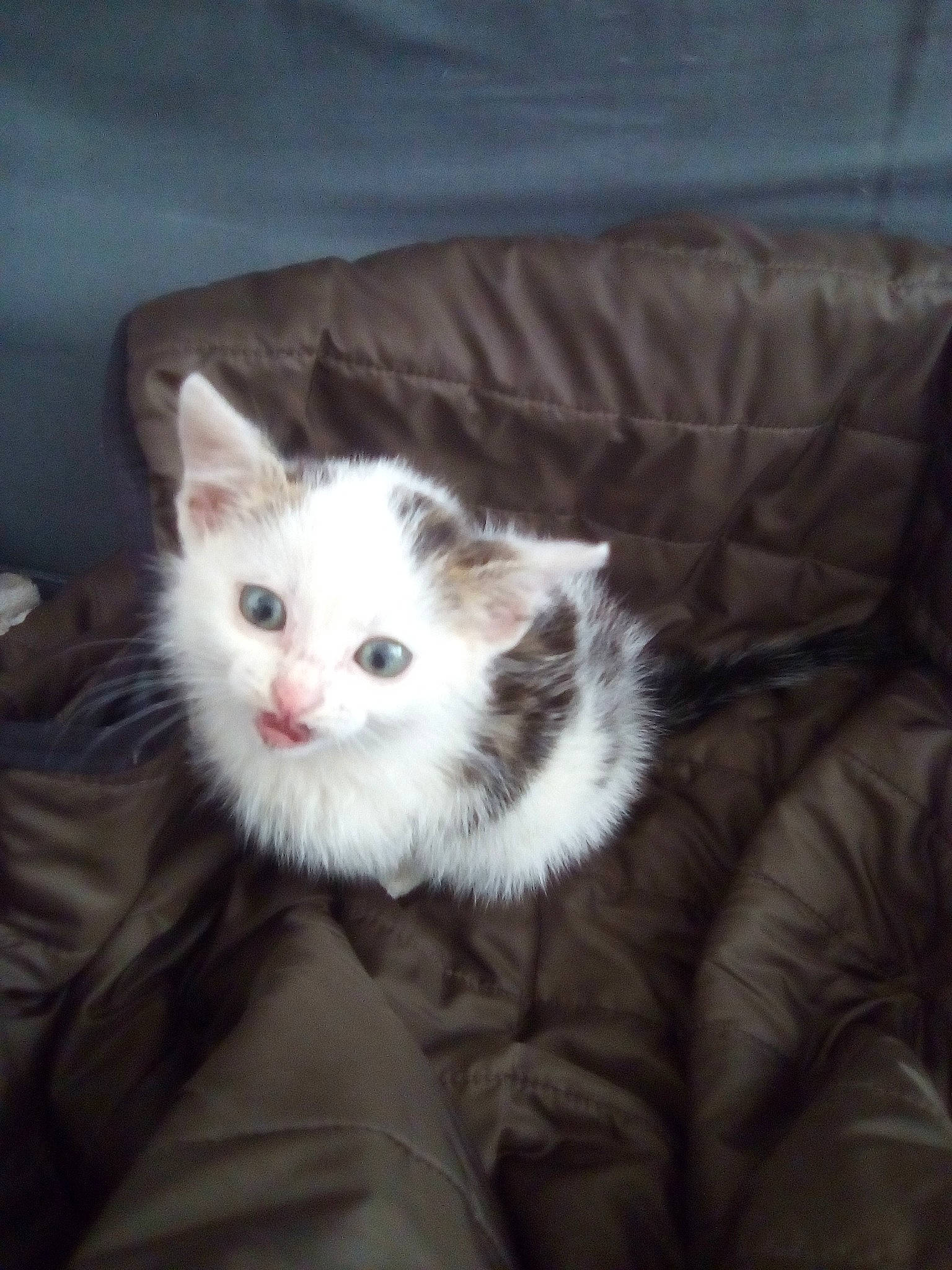 Espoir a rejoint le concours — aidez-le/la à gagner de superbes lots ! british_semi_longhair, carnivore, cat, domestic_long_haired_cat, ear, eye, felidae, fur, kitten, mammal, norwegian_forest_cat, nose, ragamuffin, ragdoll, small_to_medium_sized_cats, turkish_angora, turkish_van, vertebrate, whiskers